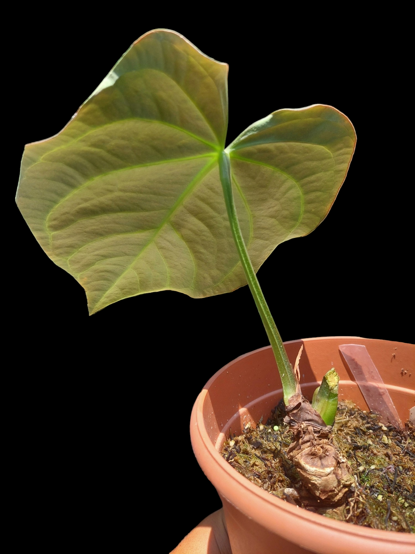 Anthurium Carlablackiae Wild Ecotype Pure Specie (EXACT PLANT)