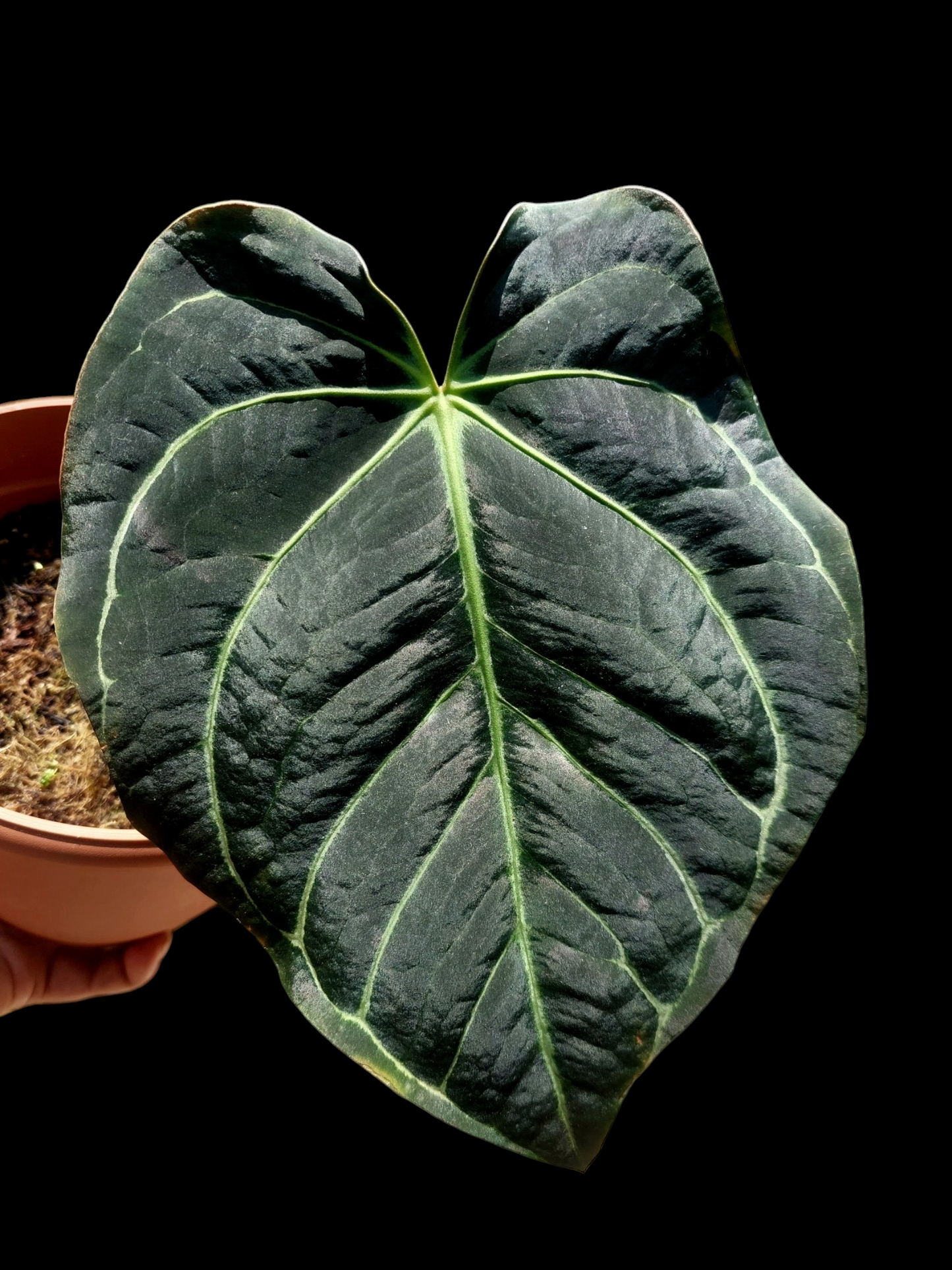 Anthurium Carlablackiae Wild Ecotype Pure Specie (EXACT PLANT)