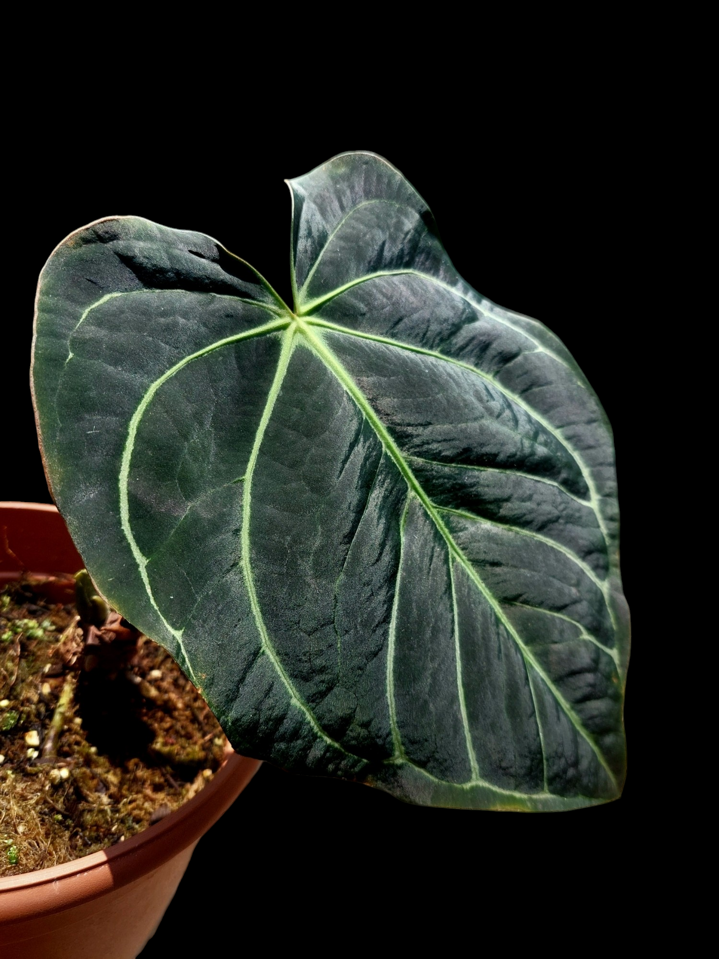 Anthurium Carlablackiae Wild Ecotype Pure Specie (EXACT PLANT)