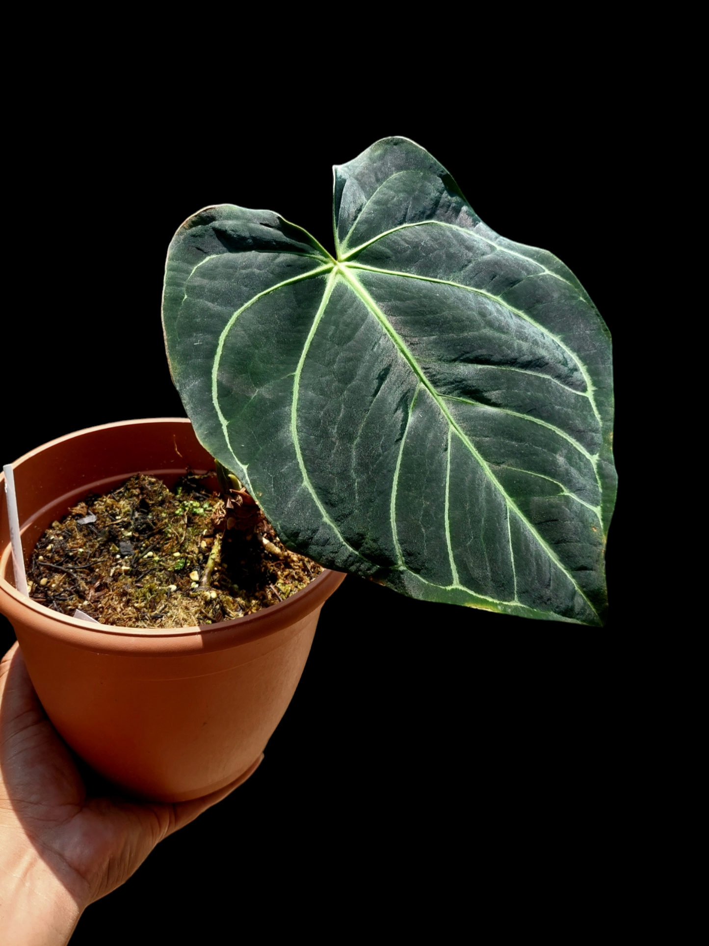 Anthurium Carlablackiae Wild Ecotype Pure Specie (EXACT PLANT)