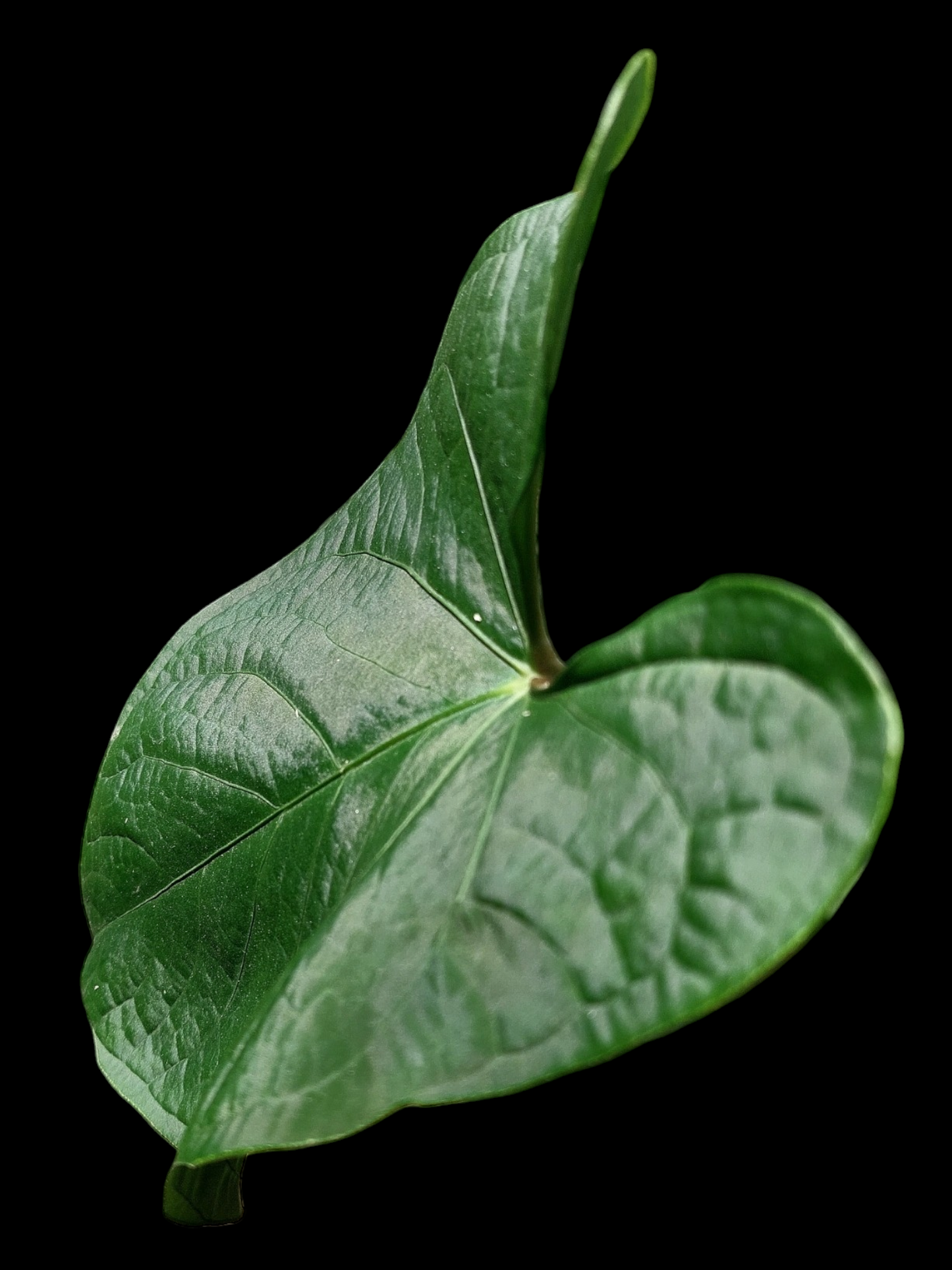 Anthurium sp. 'Carpish' Special Phenotype (EXACT PLANT)