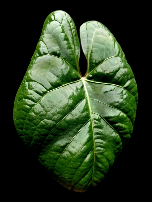 Anthurium sp. 'Carpish' Special Phenotype (EXACT PLANT)