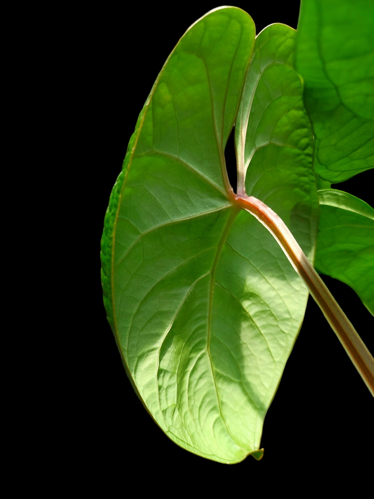 Anthurium sp. 'Carpish' Special Phenotype (EXACT PLANT)