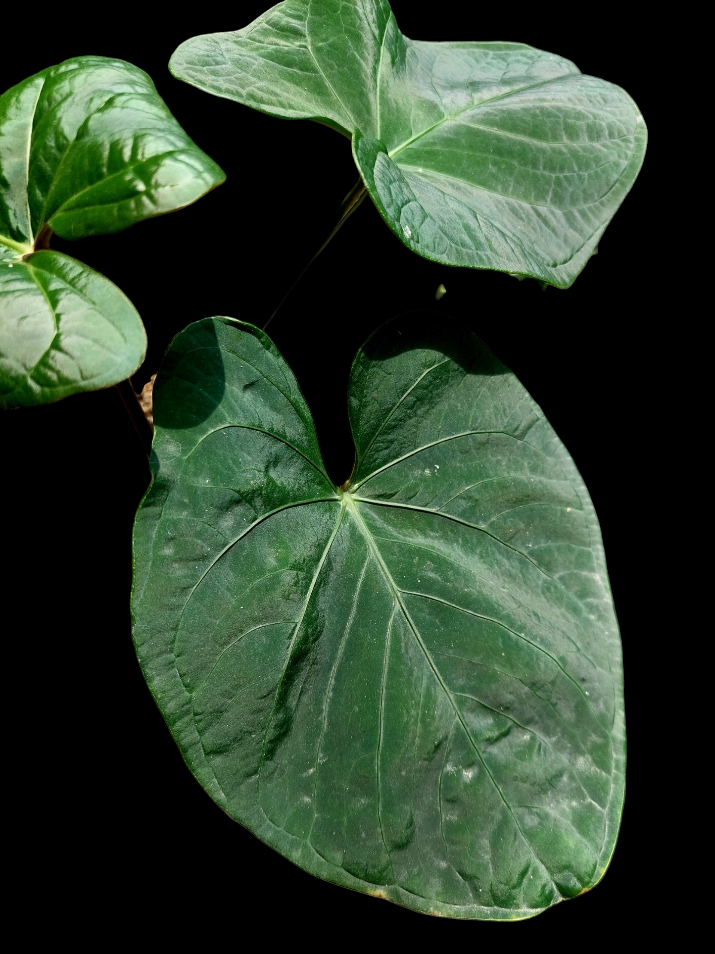 Anthurium sp. 'Carpish' Special Phenotype (EXACT PLANT)