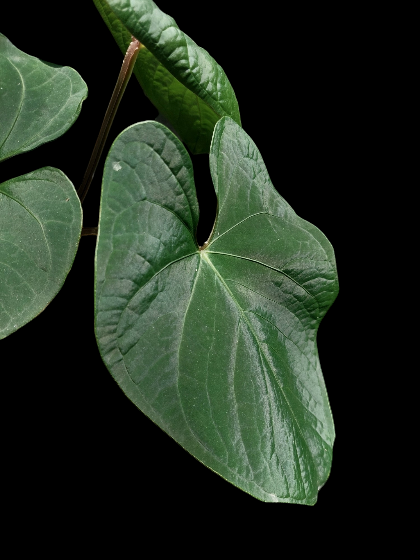 Anthurium sp. 'Carpish' Special Phenotype (EXACT PLANT)