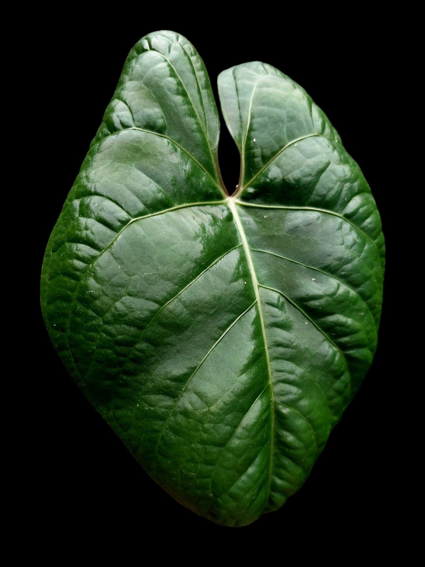 Anthurium sp. 'Carpish' Special Phenotype (EXACT PLANT)