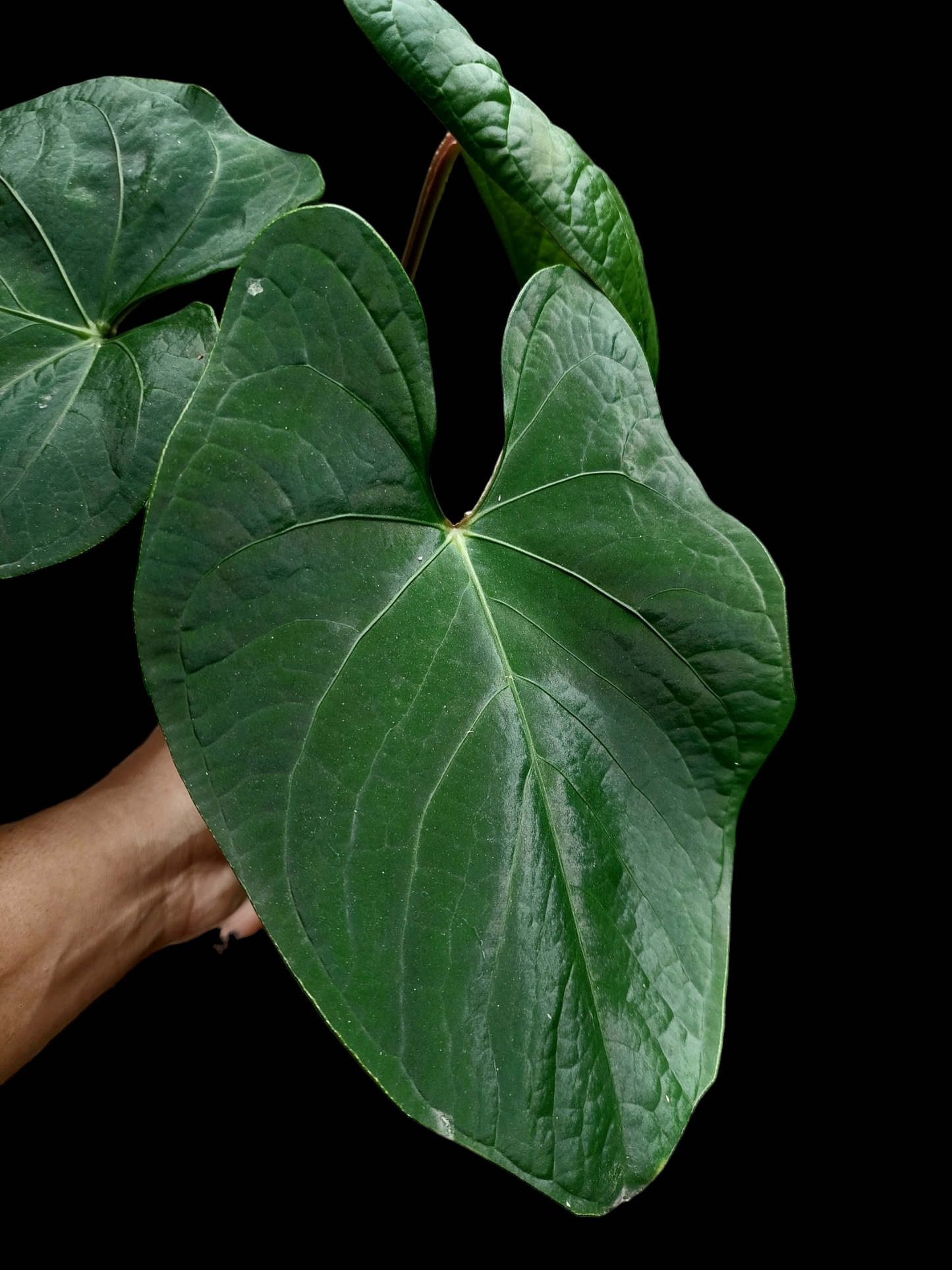 Anthurium sp. 'Carpish' Special Phenotype (EXACT PLANT)