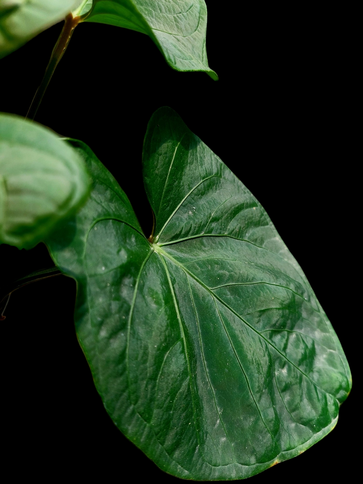 Anthurium sp. 'Carpish' Special Phenotype (EXACT PLANT)