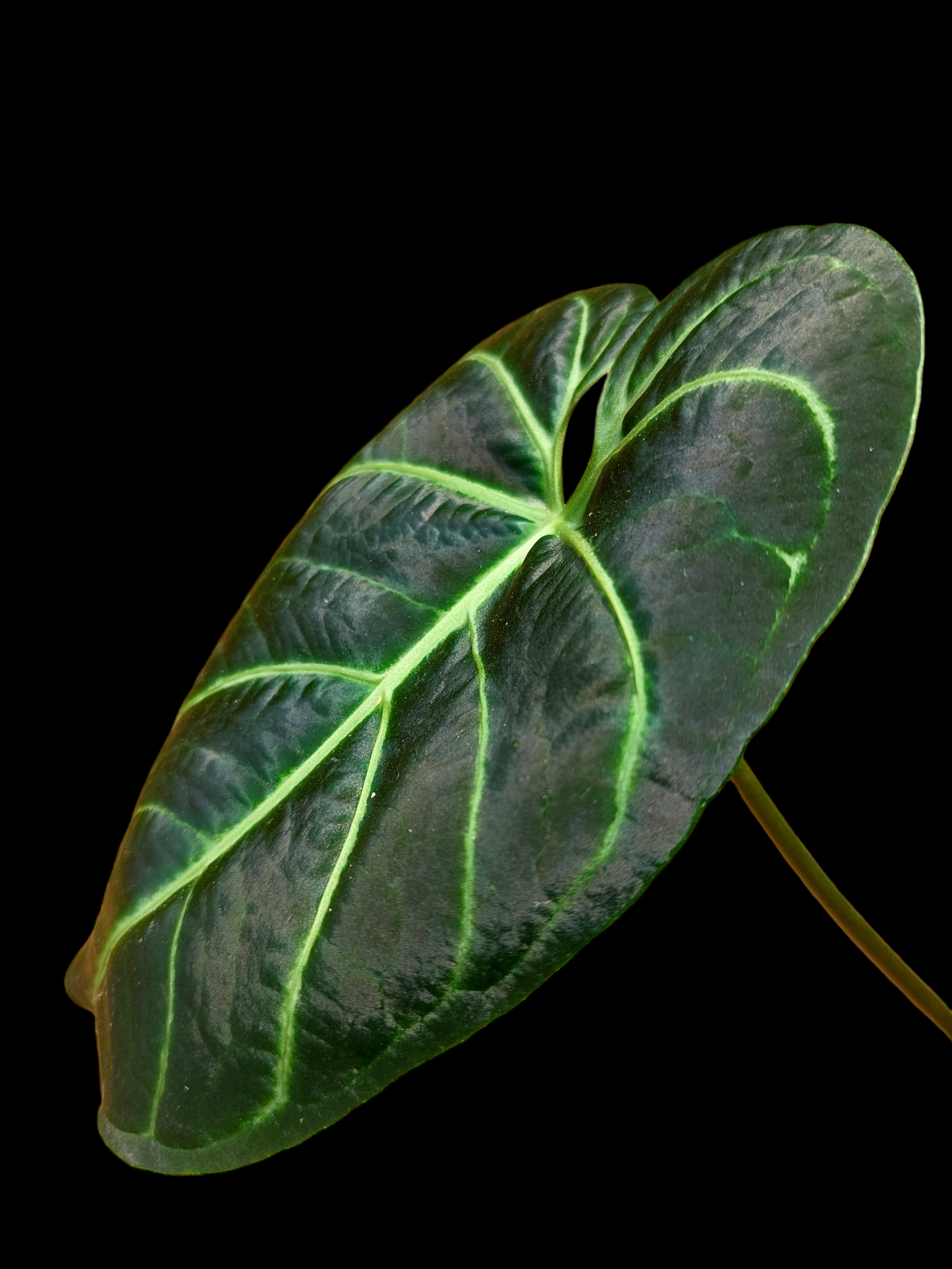 Anthurium Regale Dark Velvet (EXACT PLANT)