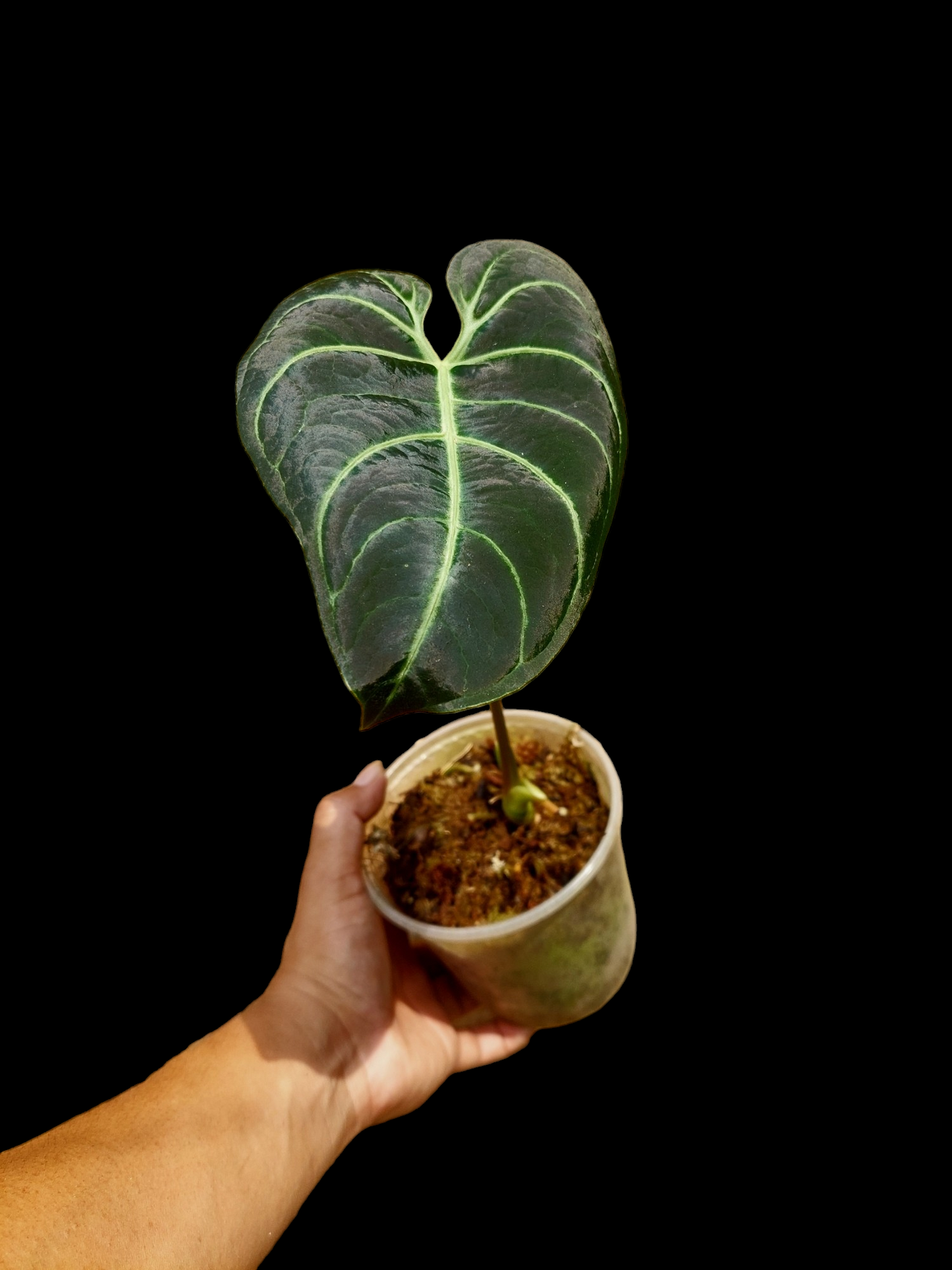 Anthurium Regale Dark Velvet (EXACT PLANT)