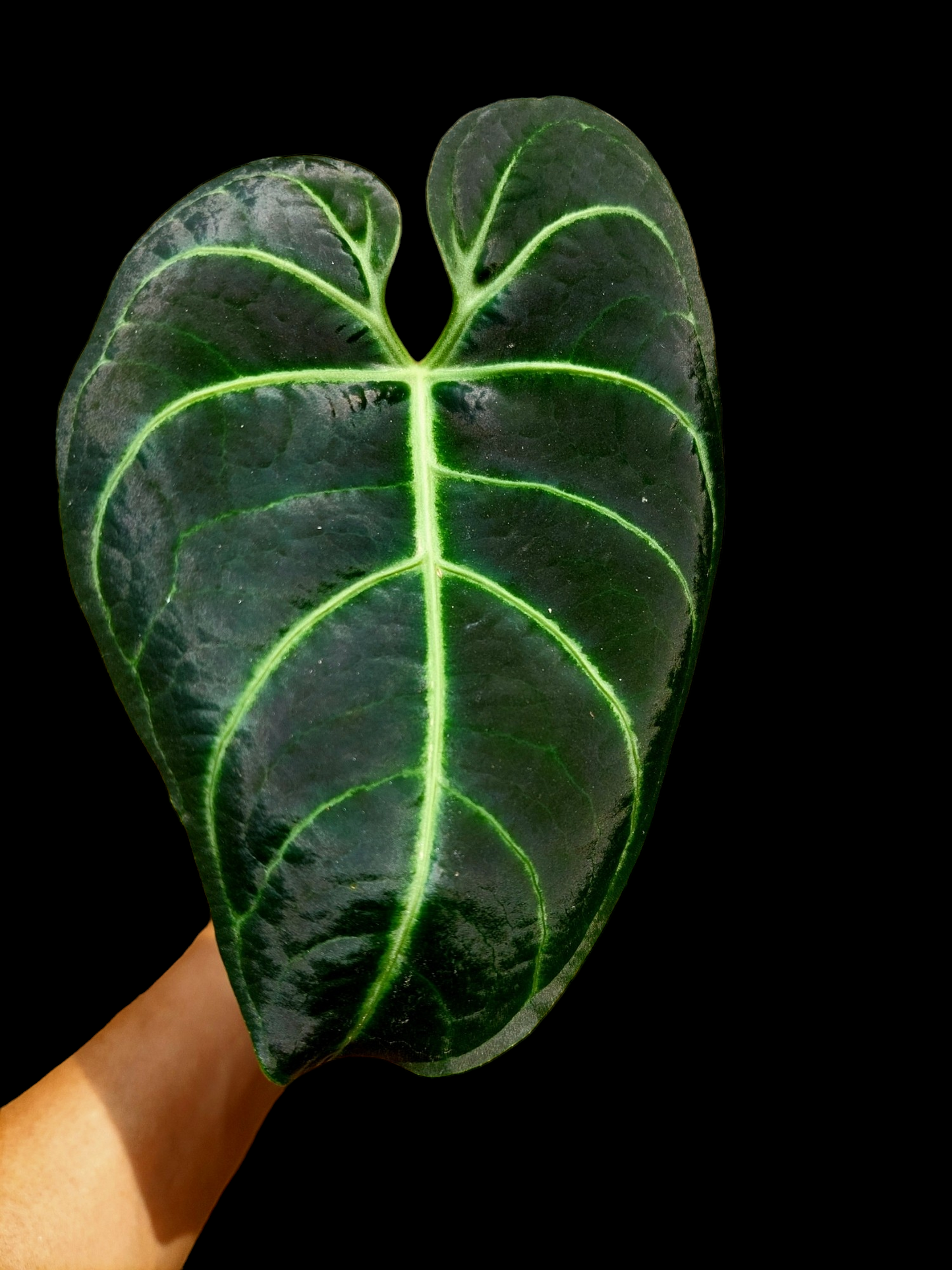 Anthurium Regale Dark Velvet (EXACT PLANT)