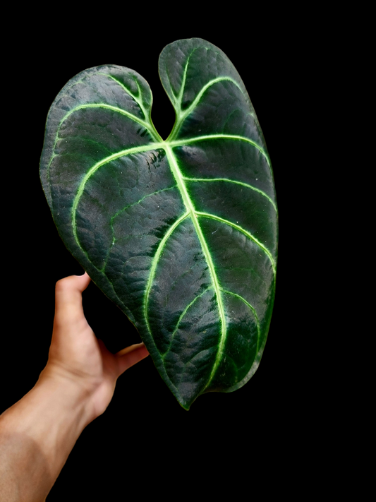 Anthurium Regale Dark Velvet (EXACT PLANT)