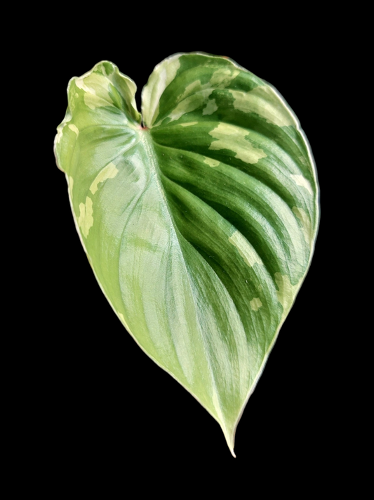 Philodendron Plowmanii Variegated (EXACT PLANT)