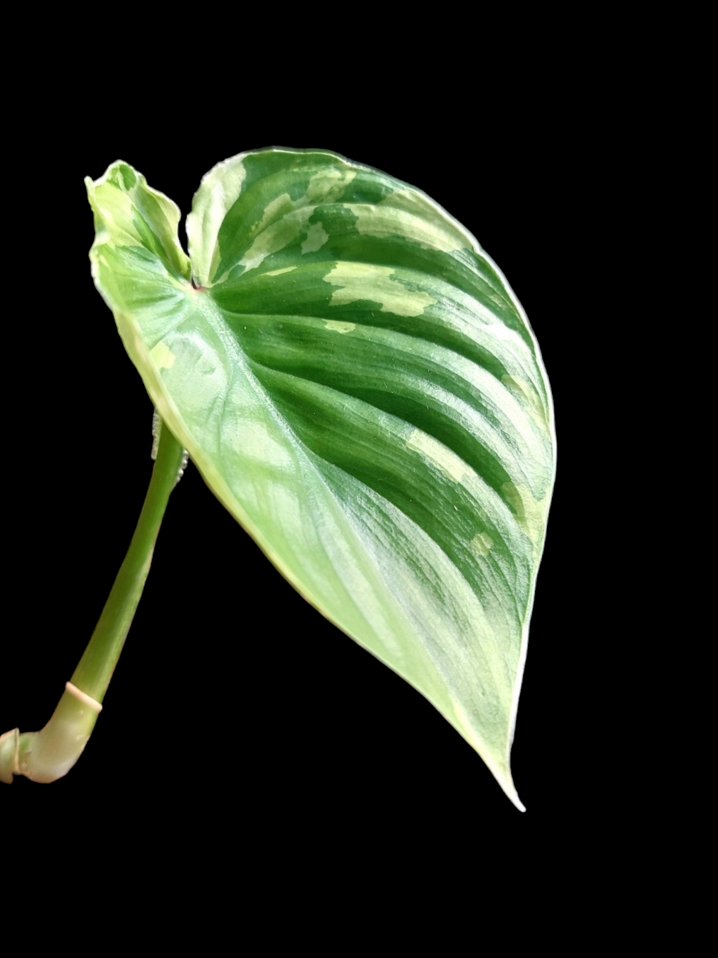 Philodendron Plowmanii Variegated (EXACT PLANT)