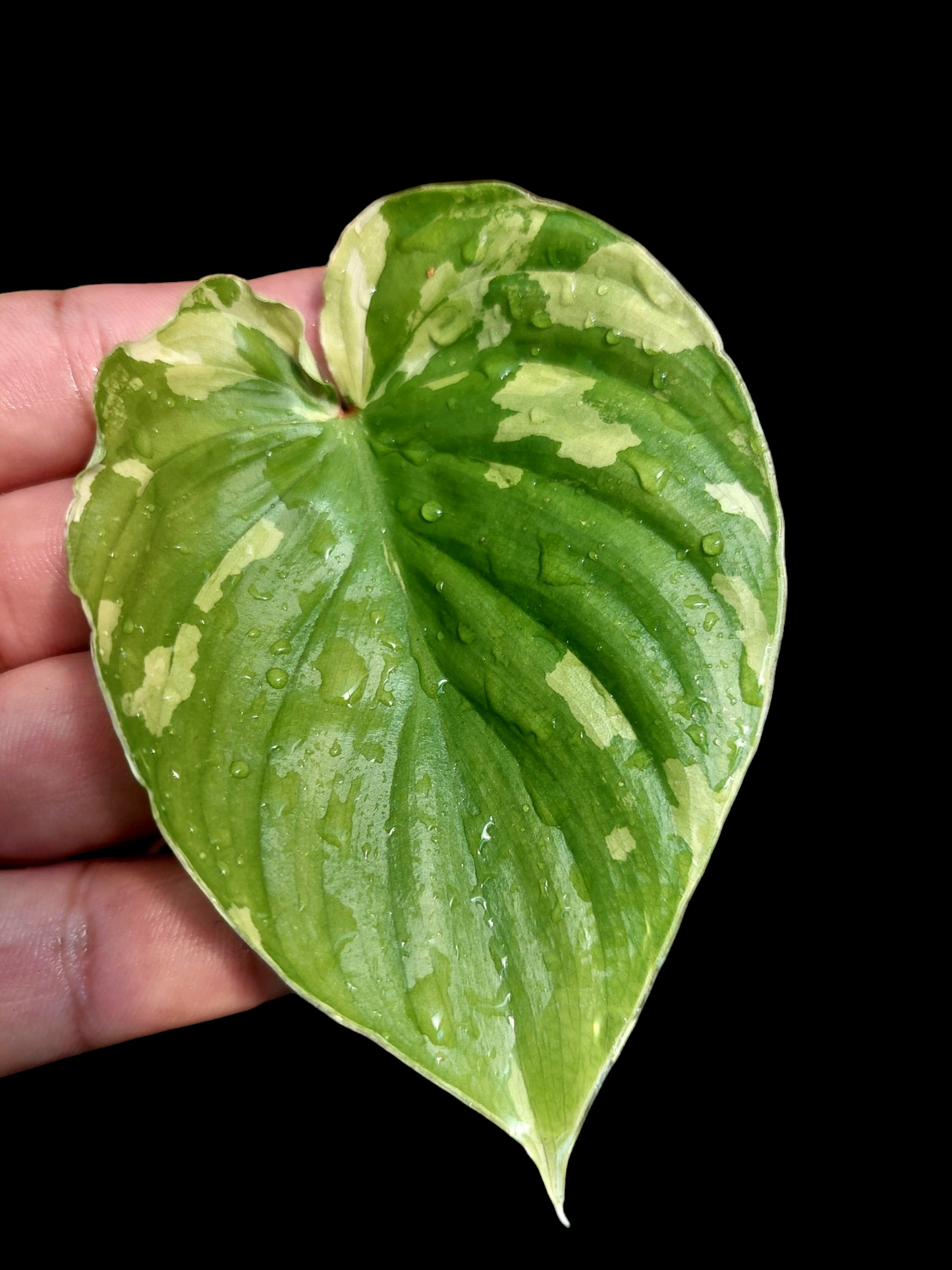 Philodendron Plowmanii Variegated (EXACT PLANT)