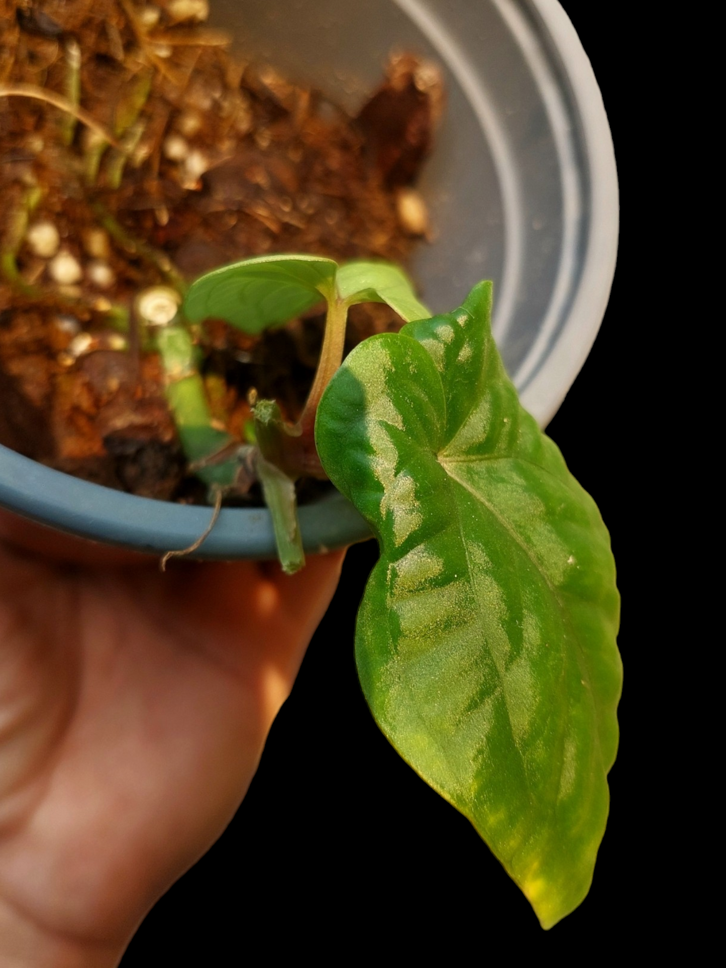 Anthurium Kunayalense Wilde Ecotype Pure Specie Small Size (EXACT PLANT)