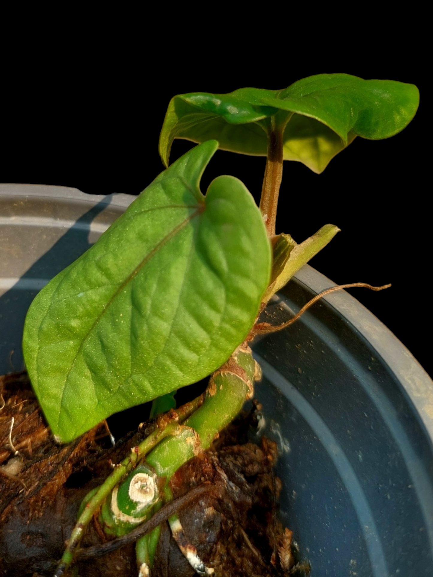 Anthurium Kunayalense Wilde Ecotype Pure Specie Small Size (EXACT PLANT)