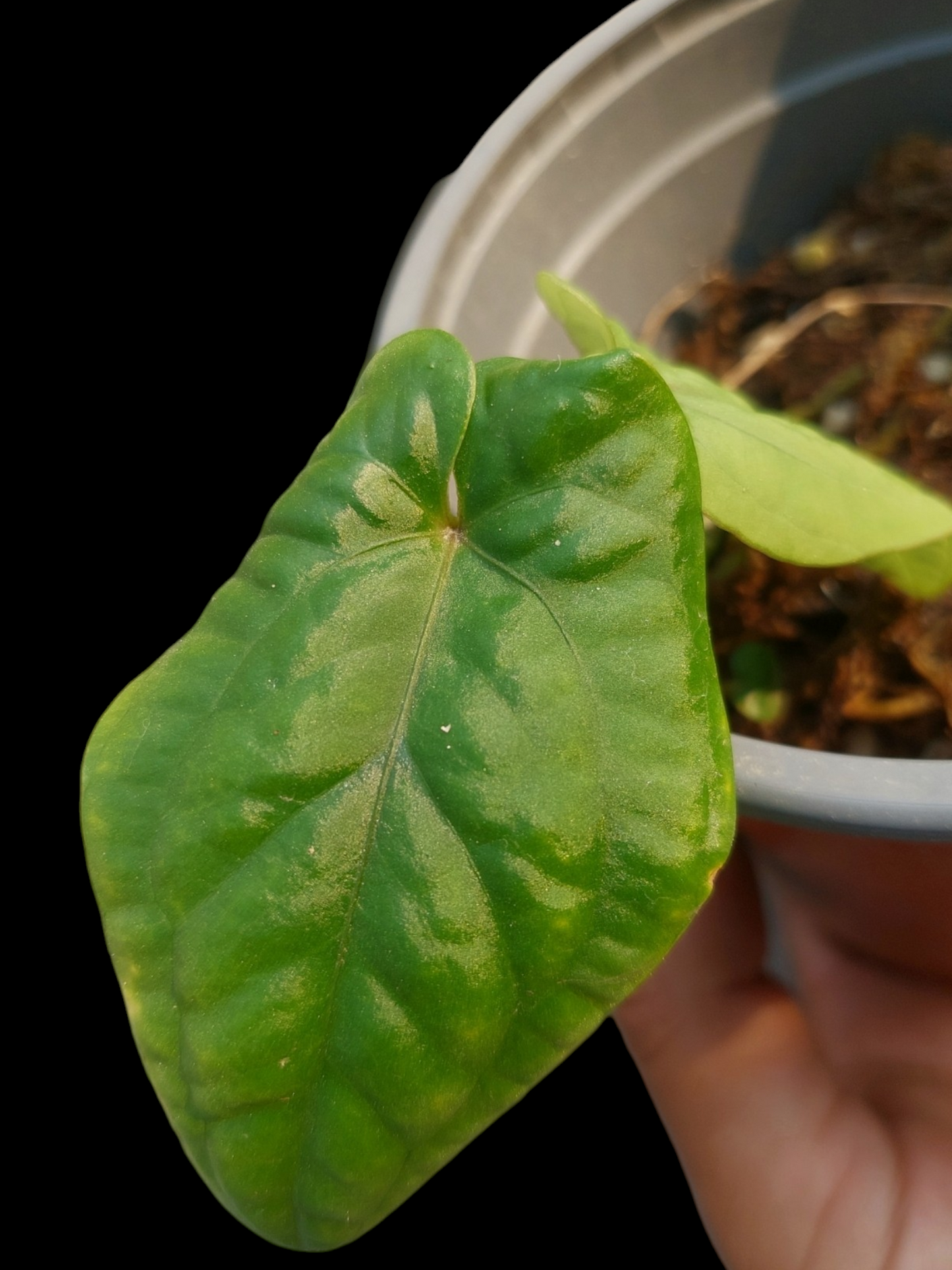 Anthurium Kunayalense Wilde Ecotype Pure Specie Small Size (EXACT PLANT)