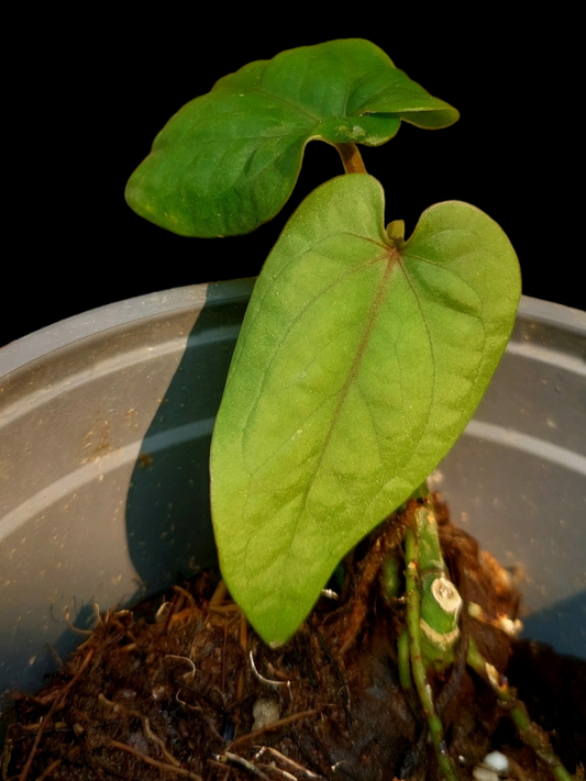 Anthurium Kunayalense Wilde Ecotype Pure Specie Small Size (EXACT PLANT)