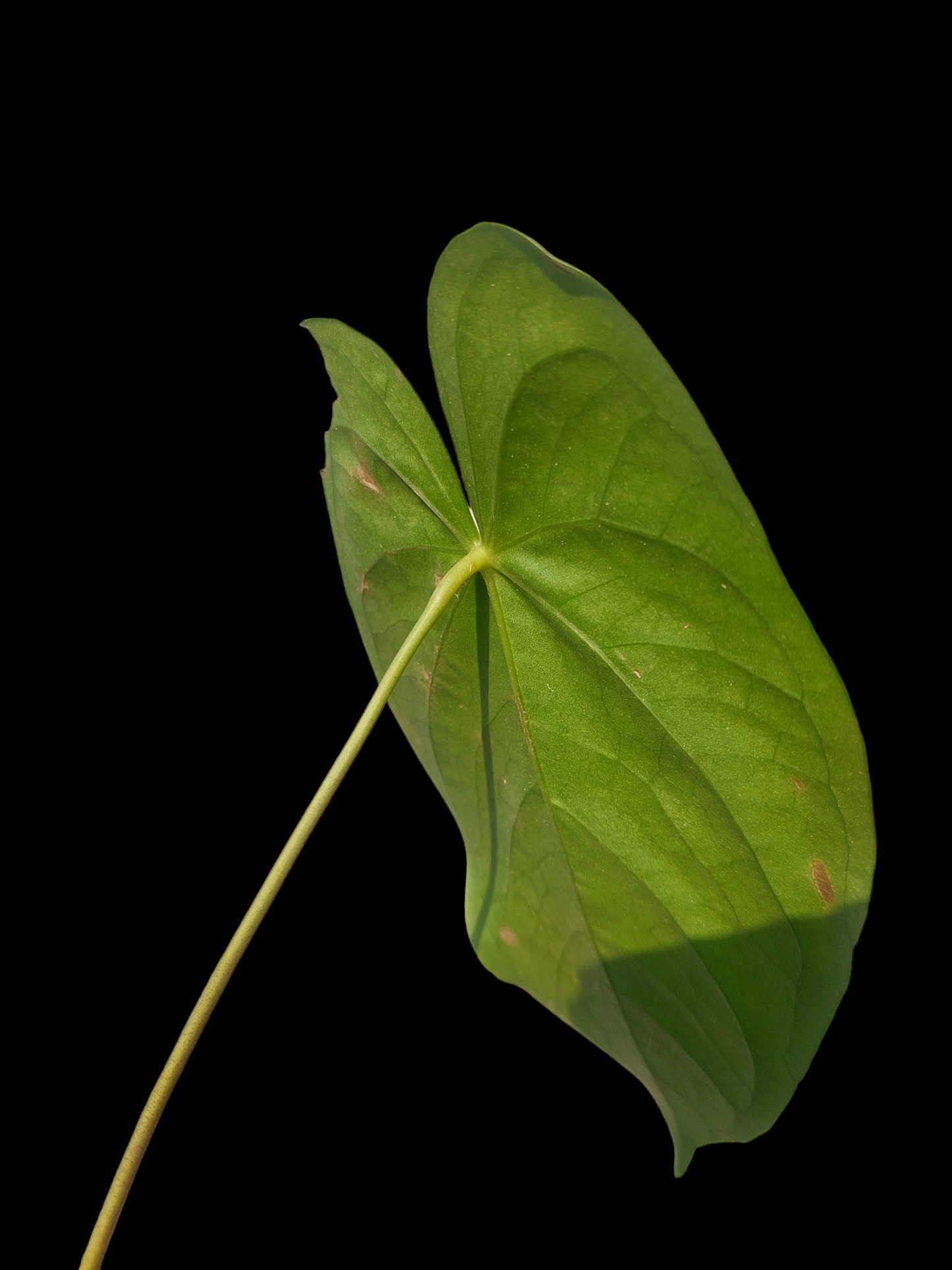 Anthurium sp. "Yacu Green" (EXACT PLANT)