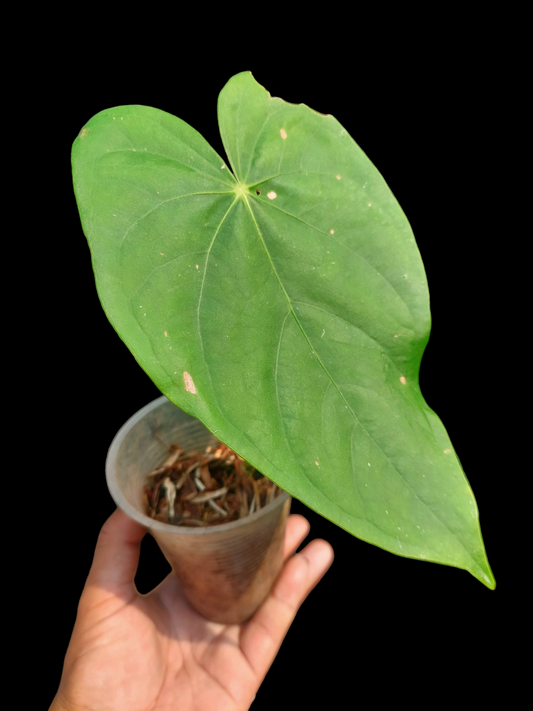 Anthurium sp. "Yacu Green" (EXACT PLANT)