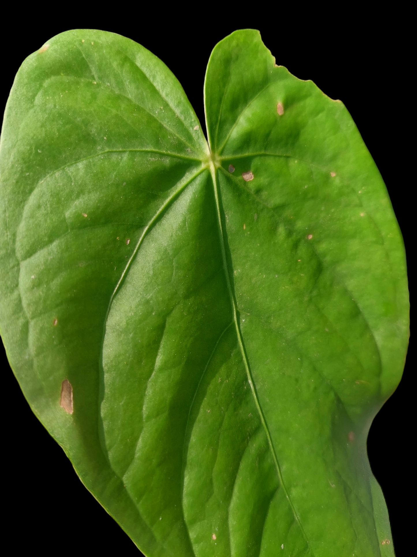 Anthurium sp. "Yacu Green" (EXACT PLANT)