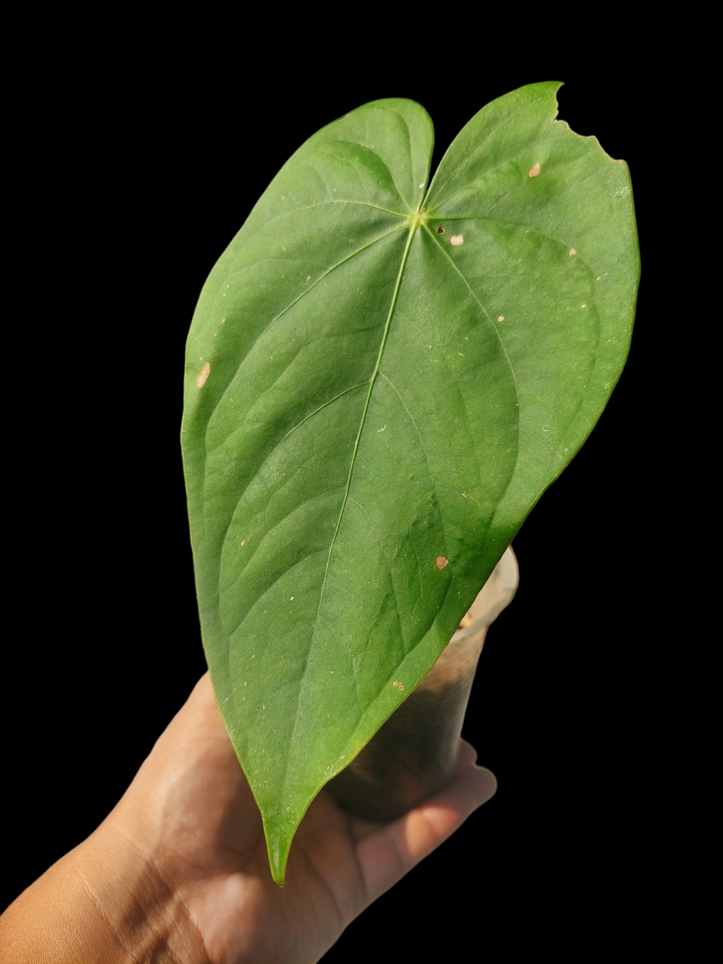 Anthurium sp. "Yacu Green" (EXACT PLANT)