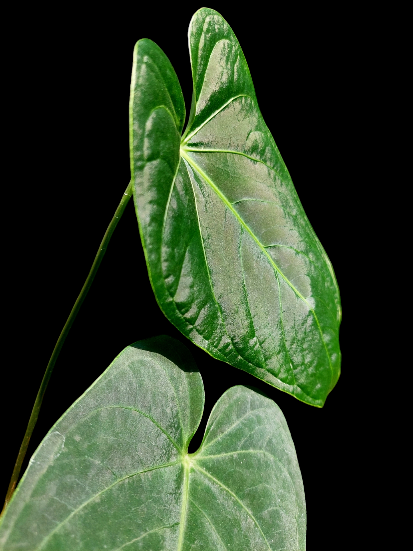 Anthurium sp. "Tarapoto Velvet" Wild Ecotype with 3 Leaves (EXACT PLANT)