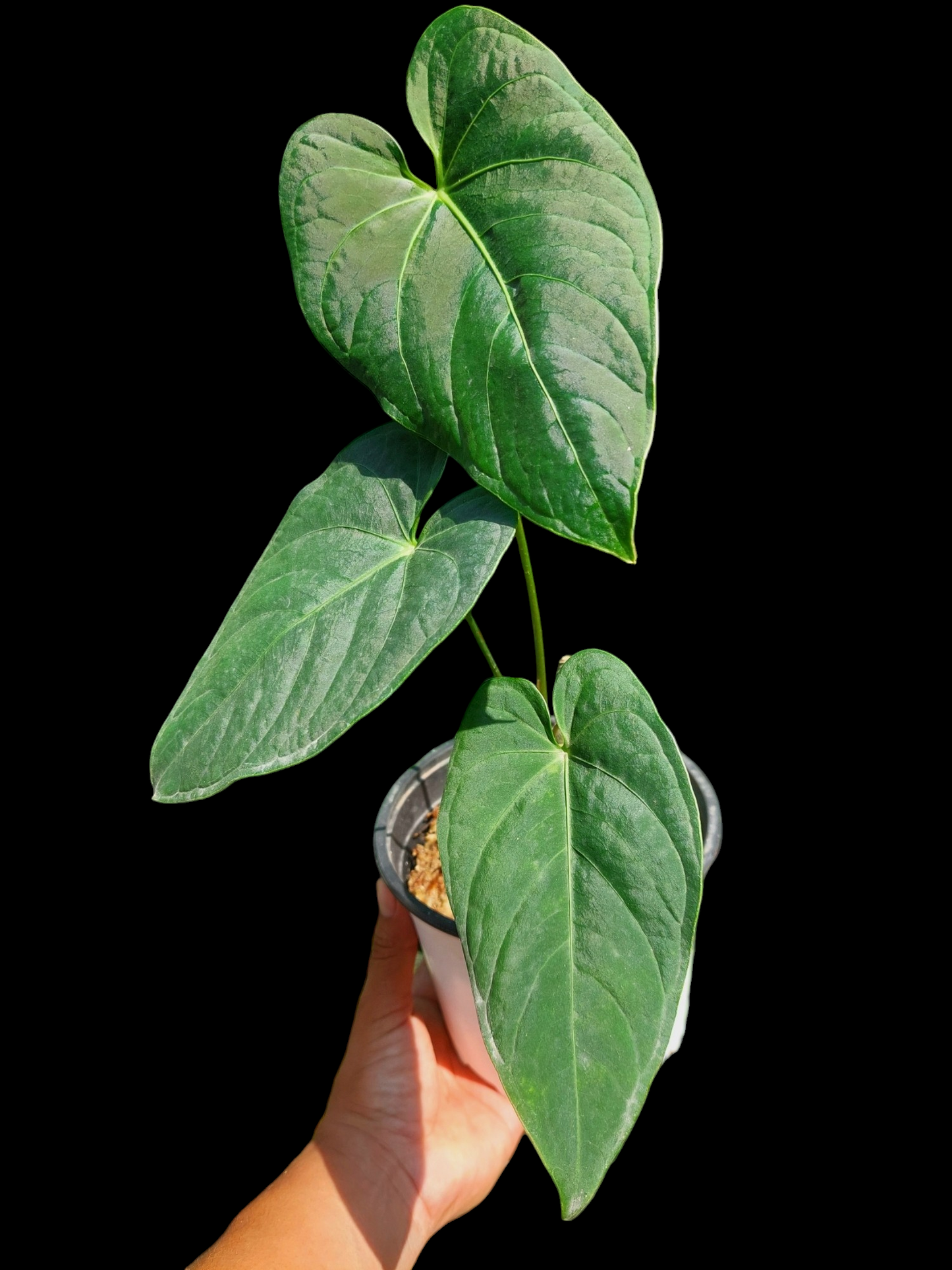 Anthurium sp. "Tarapoto Velvet" Wild Ecotype with 3 Leaves (EXACT PLANT)