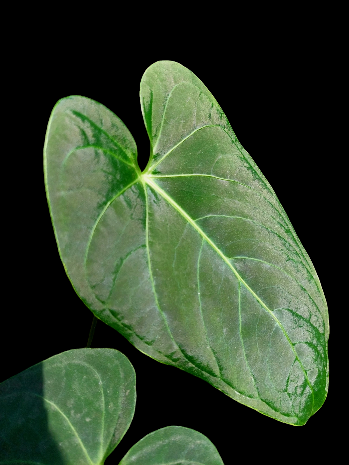 Anthurium sp. "Tarapoto Velvet" Wild Ecotype with 3 Leaves (EXACT PLANT)