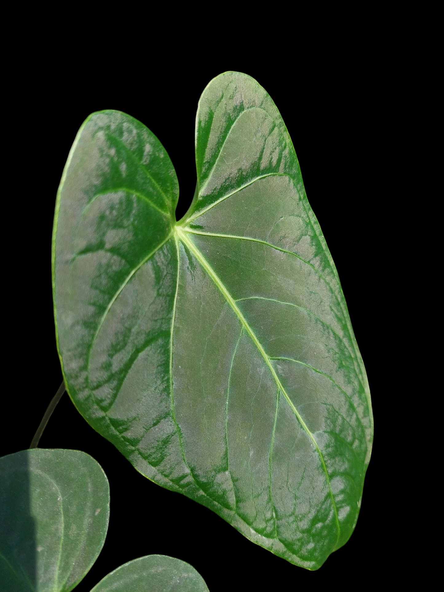 Anthurium sp. "Tarapoto Velvet" Wild Ecotype with 3 Leaves (EXACT PLANT)