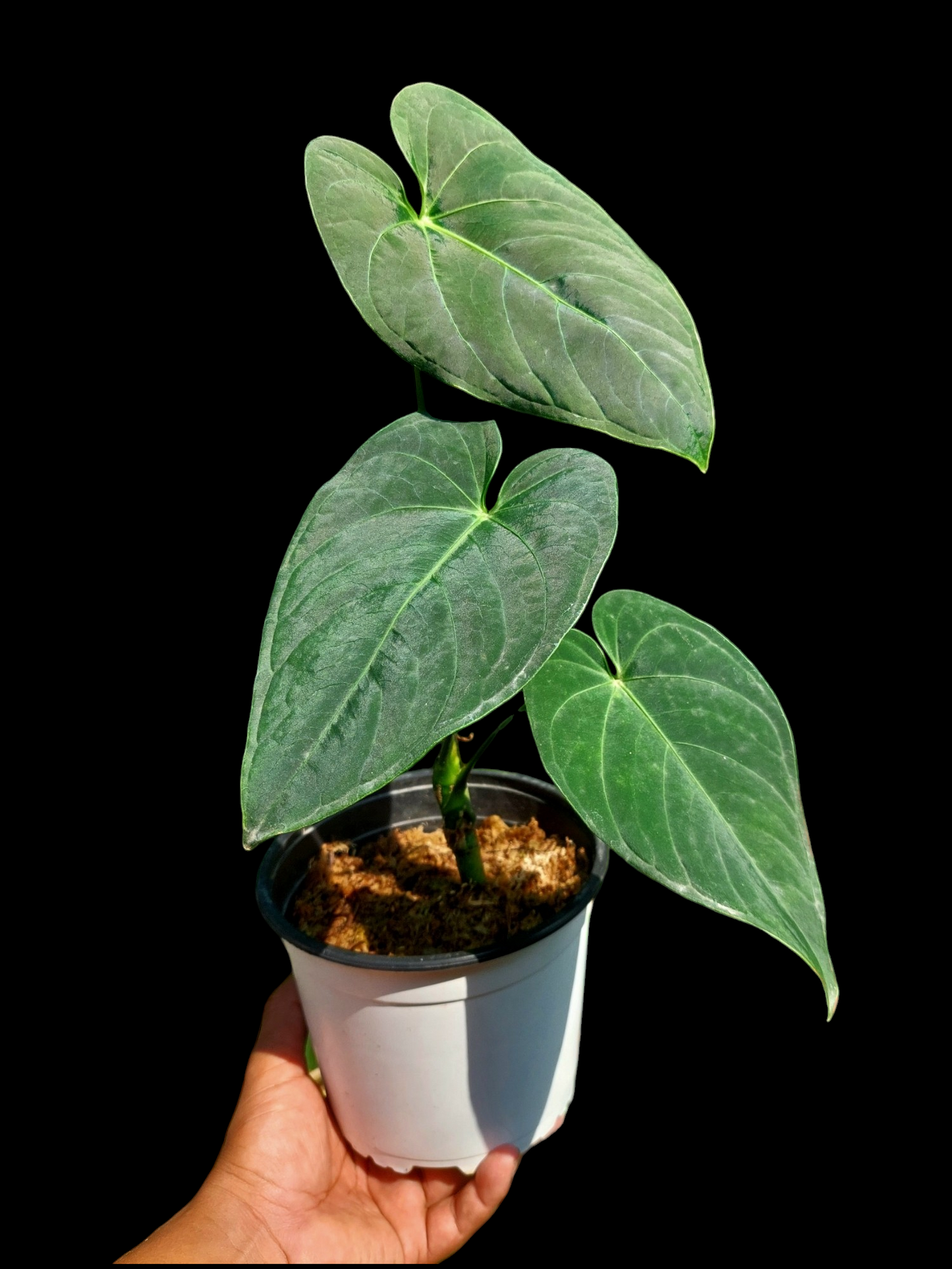 Anthurium sp. "Tarapoto Velvet" Wild Ecotype with 3 Leaves (EXACT PLANT)