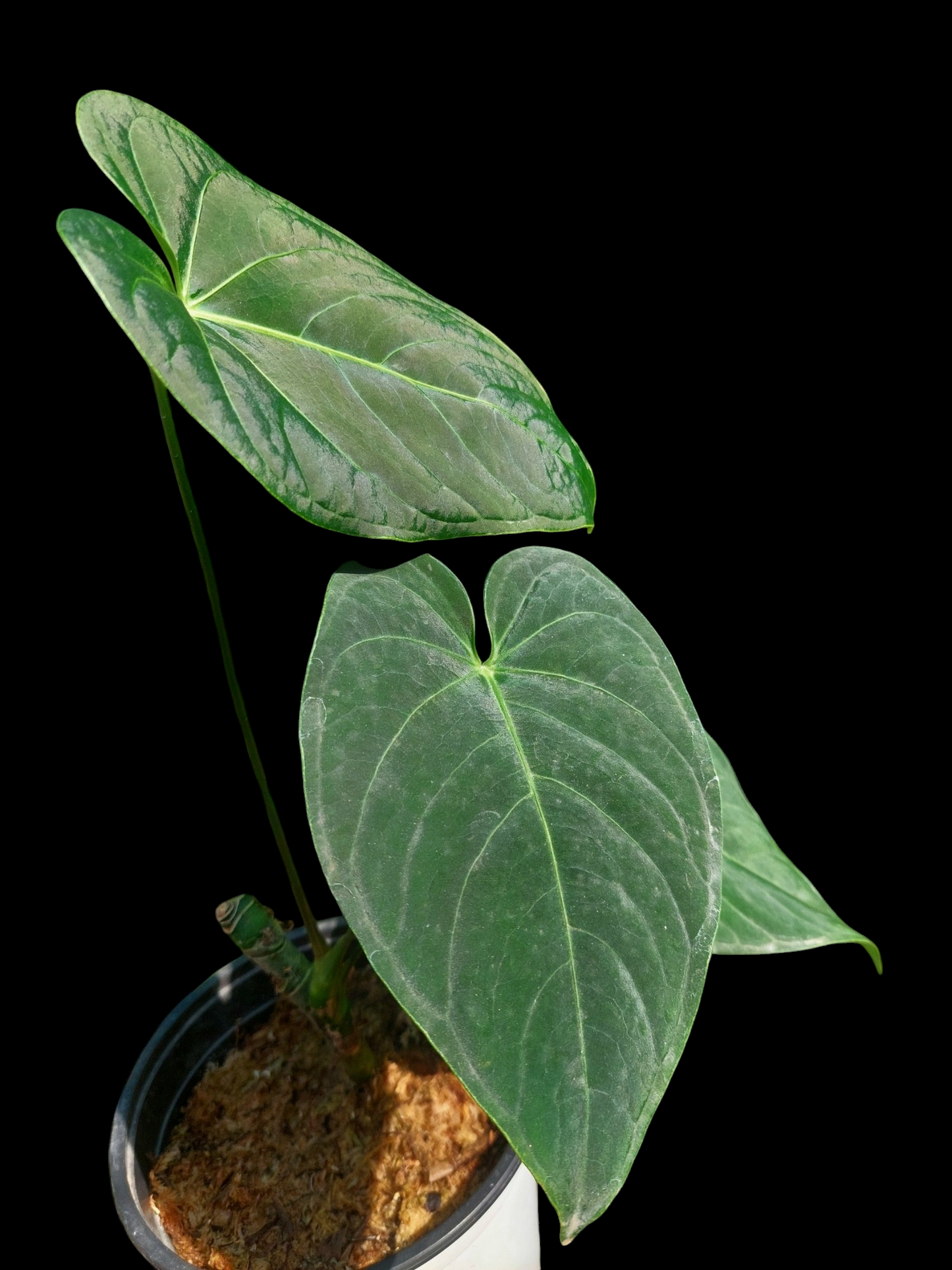 Anthurium sp. "Tarapoto Velvet" Wild Ecotype with 3 Leaves (EXACT PLANT)