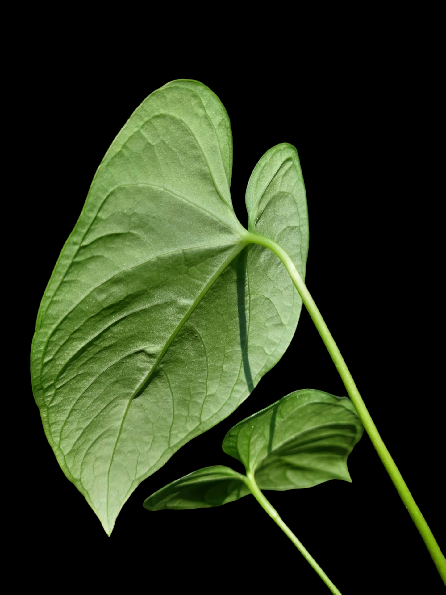 Anthurium sp. "Tarapoto Velvet" Wild Ecotype with 3 Leaves (EXACT PLANT)