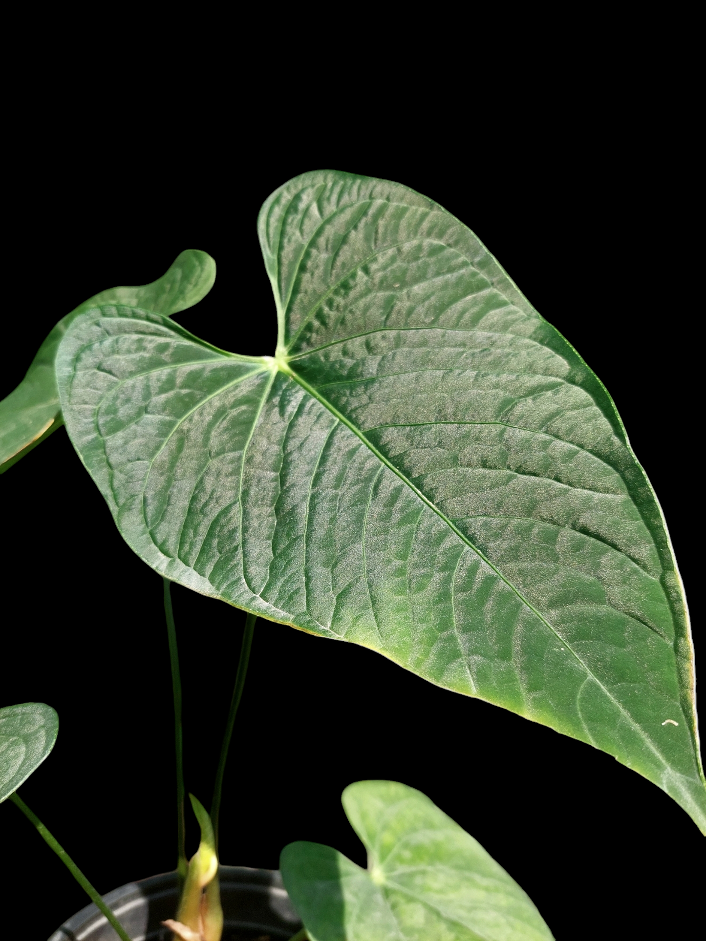 Anthurium sp. "Tarapoto Dark Velvet" Wild Ecotype with 5 Leaves (EXACT PLANT)