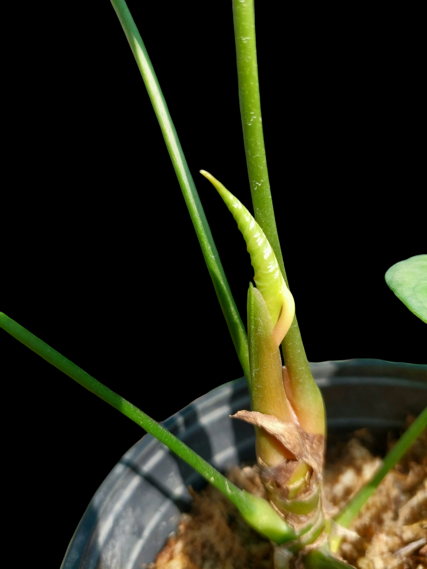 Anthurium sp. "Tarapoto Dark Velvet" Wild Ecotype with 5 Leaves (EXACT PLANT)