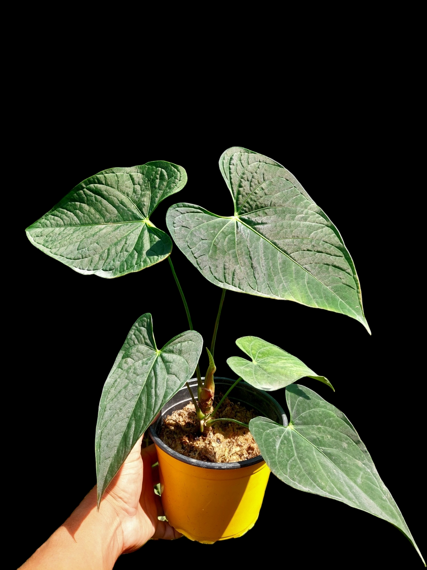 Anthurium sp. "Tarapoto Dark Velvet" Wild Ecotype with 5 Leaves (EXACT PLANT)