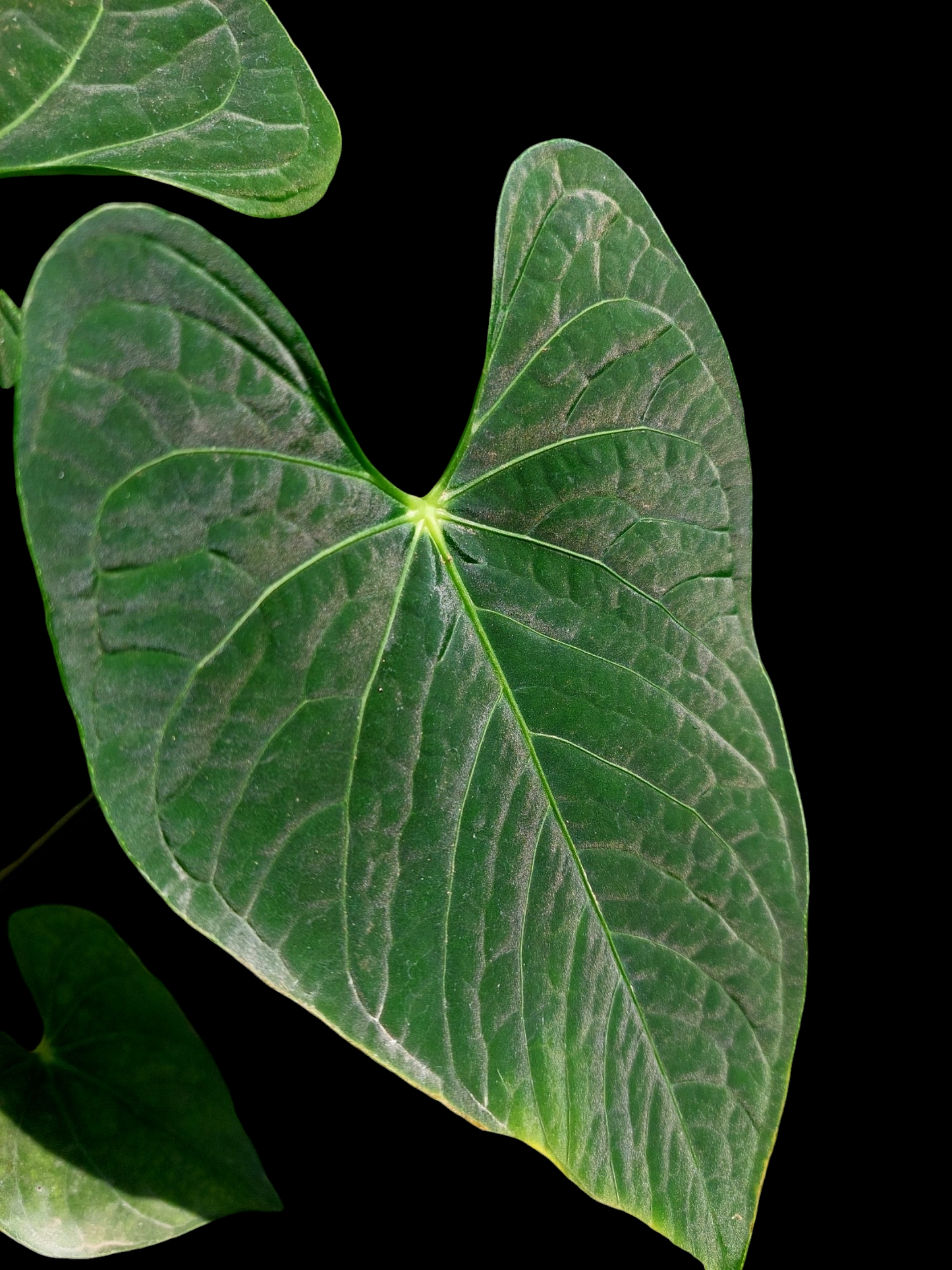 Anthurium sp. "Tarapoto Dark Velvet" Wild Ecotype with 5 Leaves (EXACT PLANT)