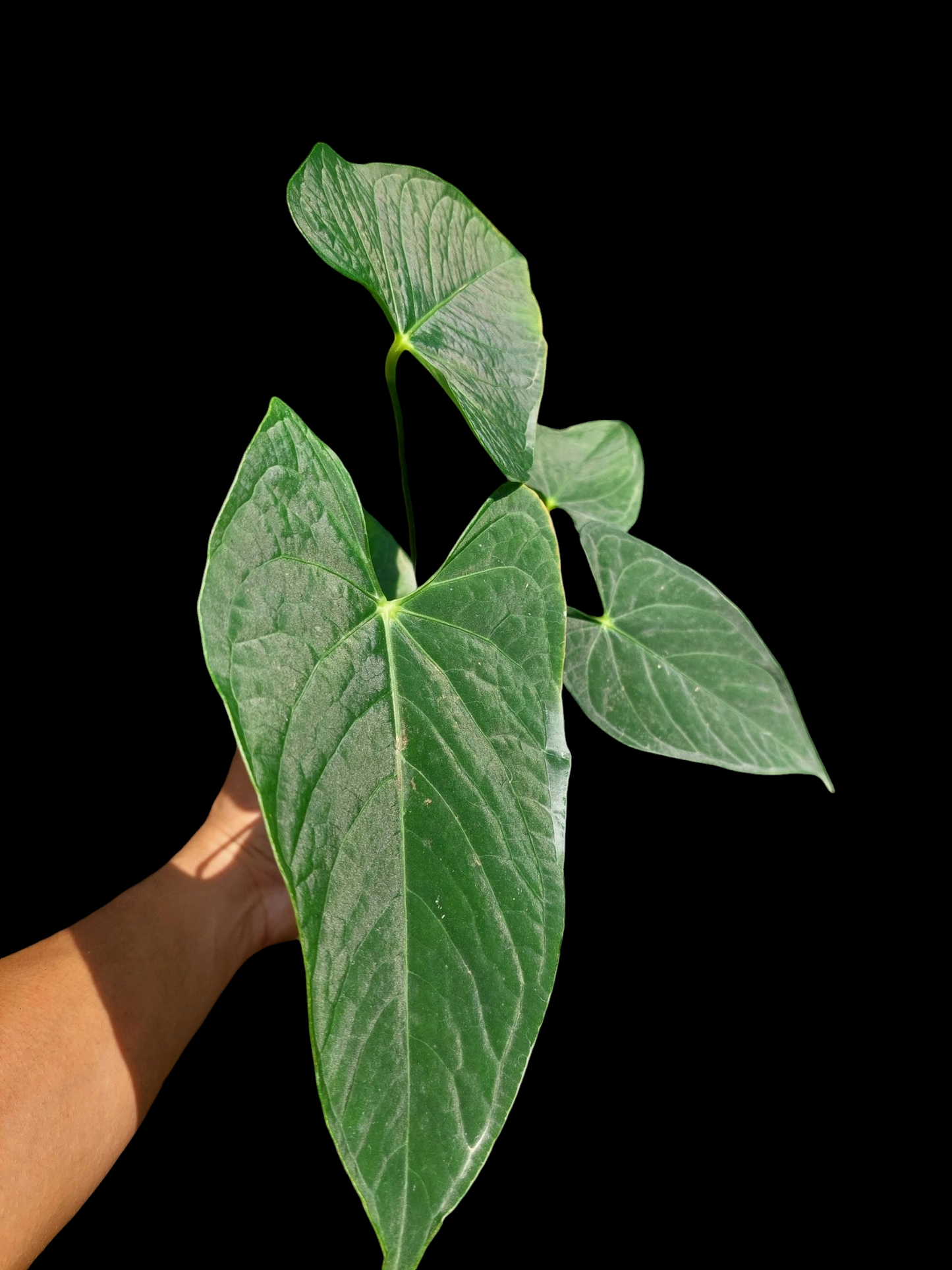 Anthurium sp. "Tarapoto Dark Velvet" Wild Ecotype with 5 Leaves (EXACT PLANT)