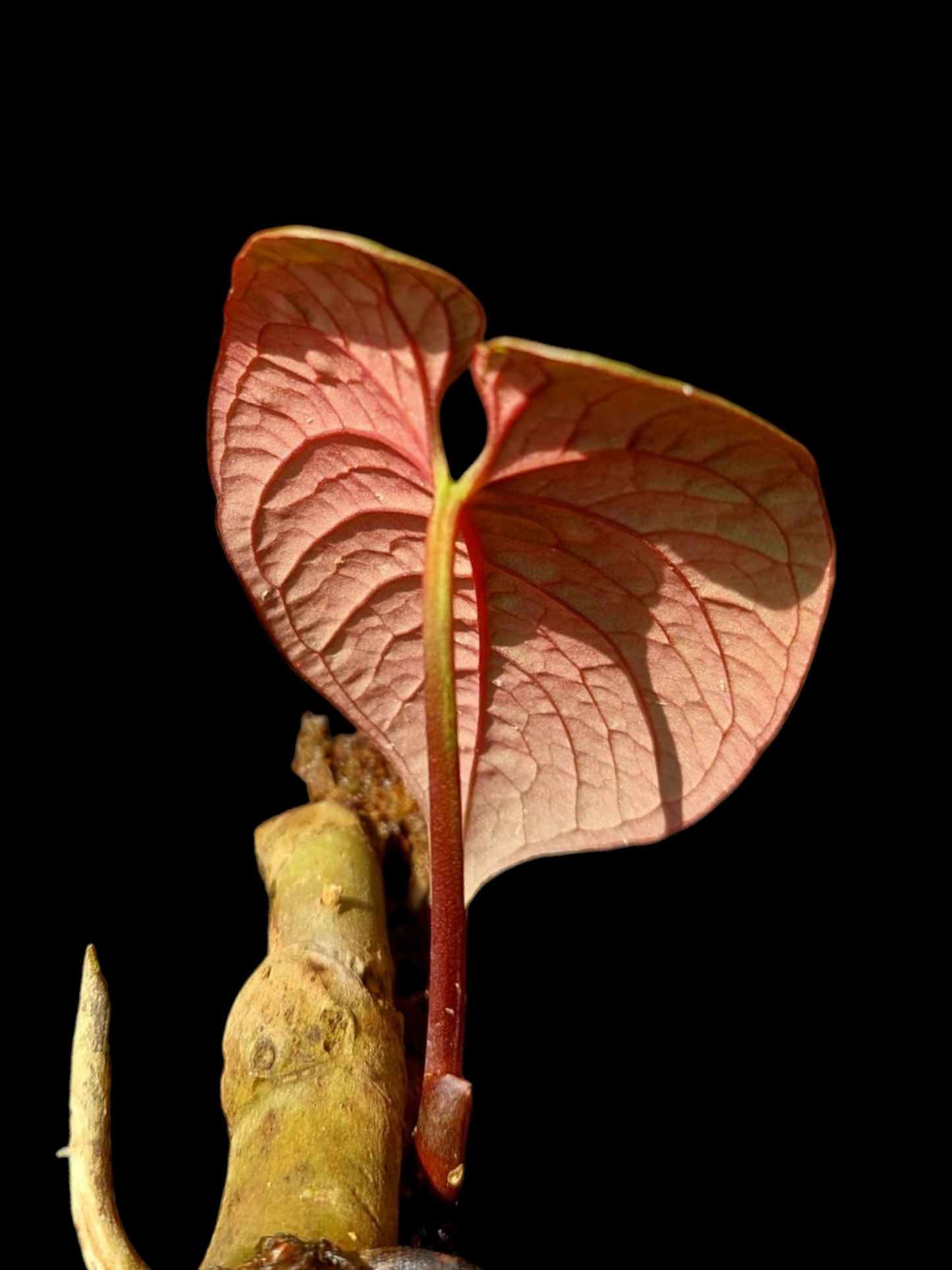 Anthurium Sp. Purple A0279 (EXACT PLANT)