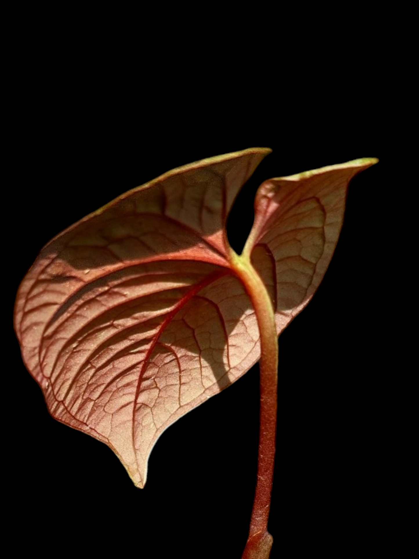 Anthurium Sp. Purple A0279 (EXACT PLANT)