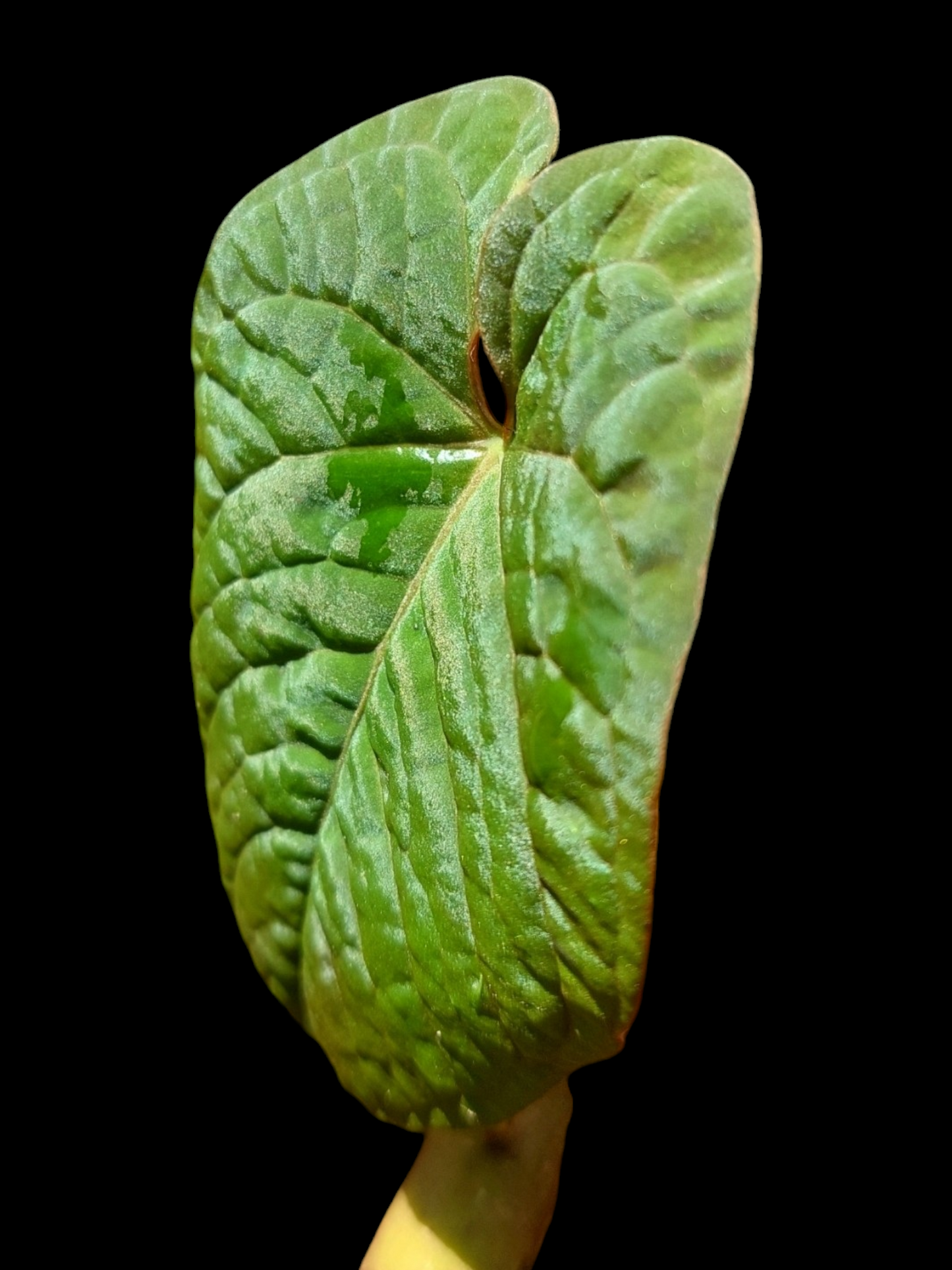 Anthurium Sp. Purple A0279 (EXACT PLANT)