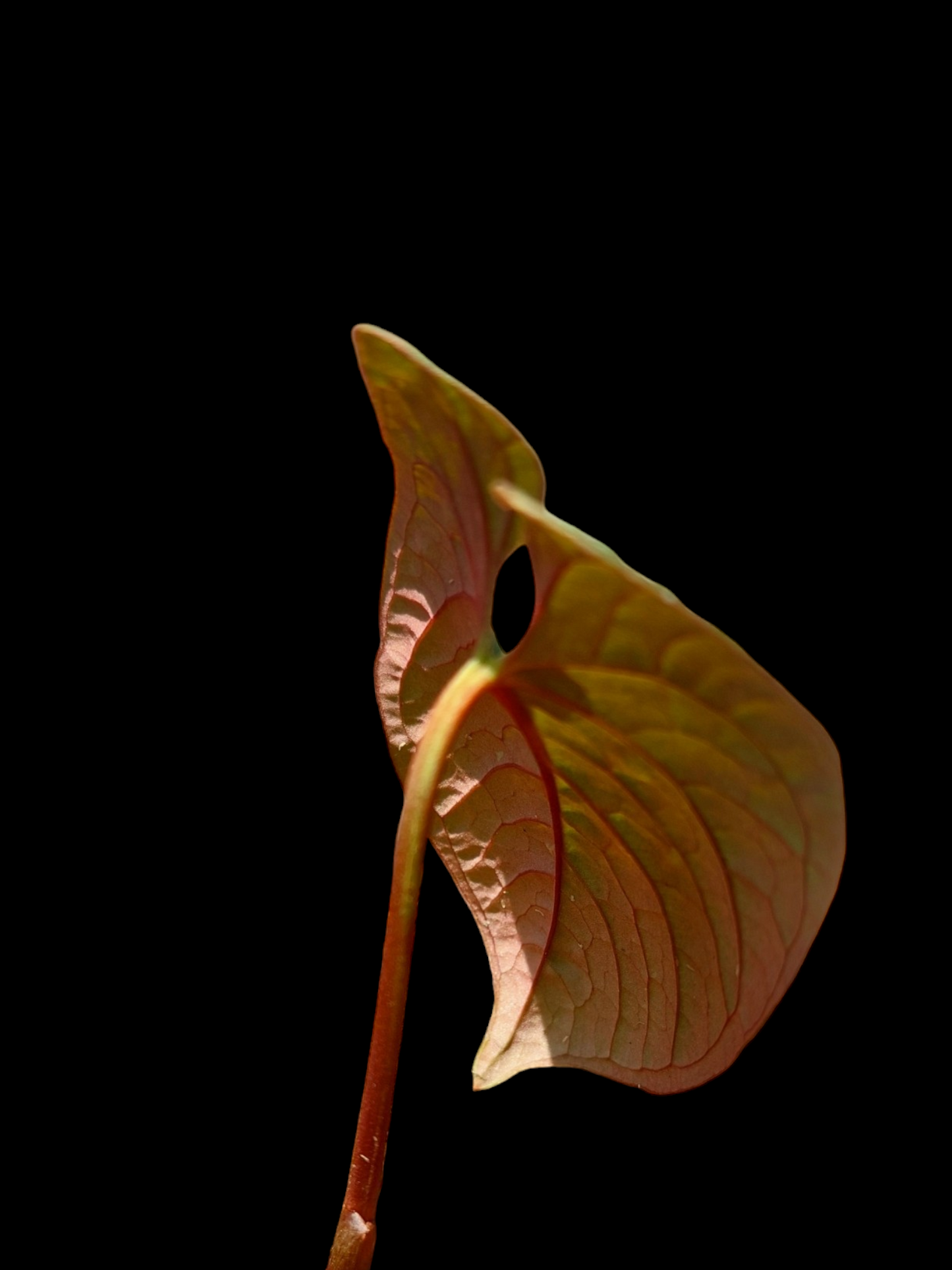 Anthurium Sp. Purple A0279 (EXACT PLANT)