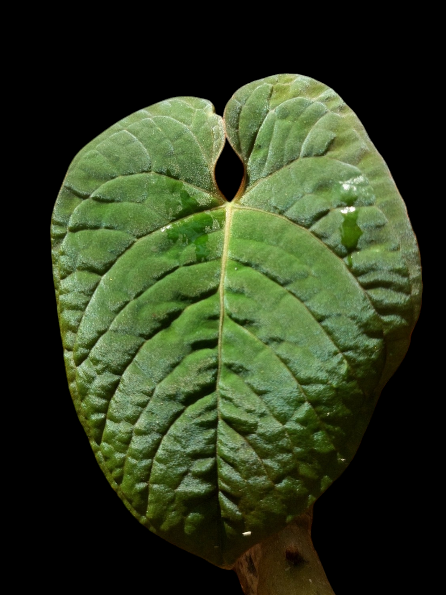 Anthurium Sp. Purple A0279 (EXACT PLANT)