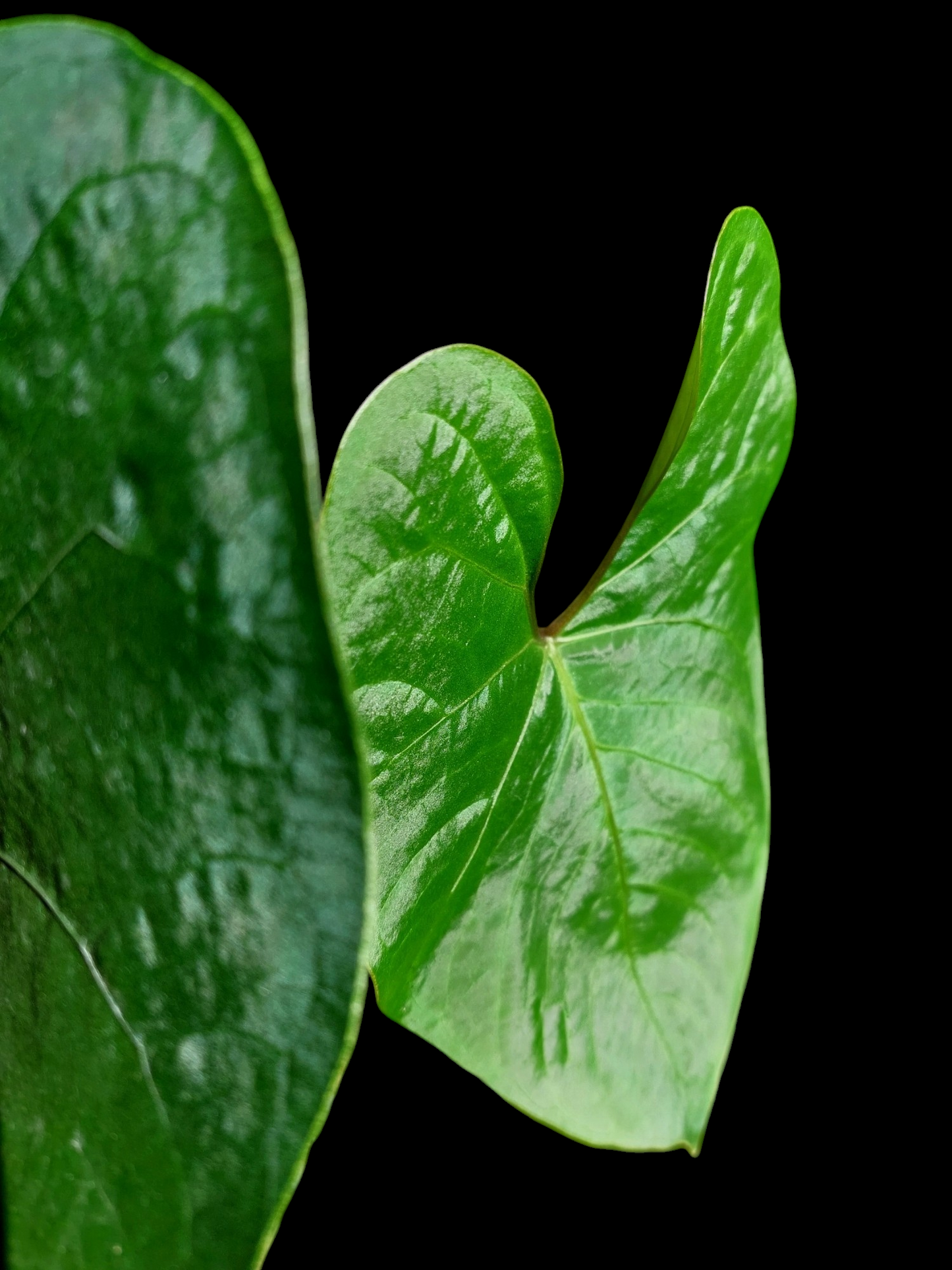 Anthurium sp. 'Huanuco Velvet' BIG PLANT 3 Leaves (EXACT PLANT)