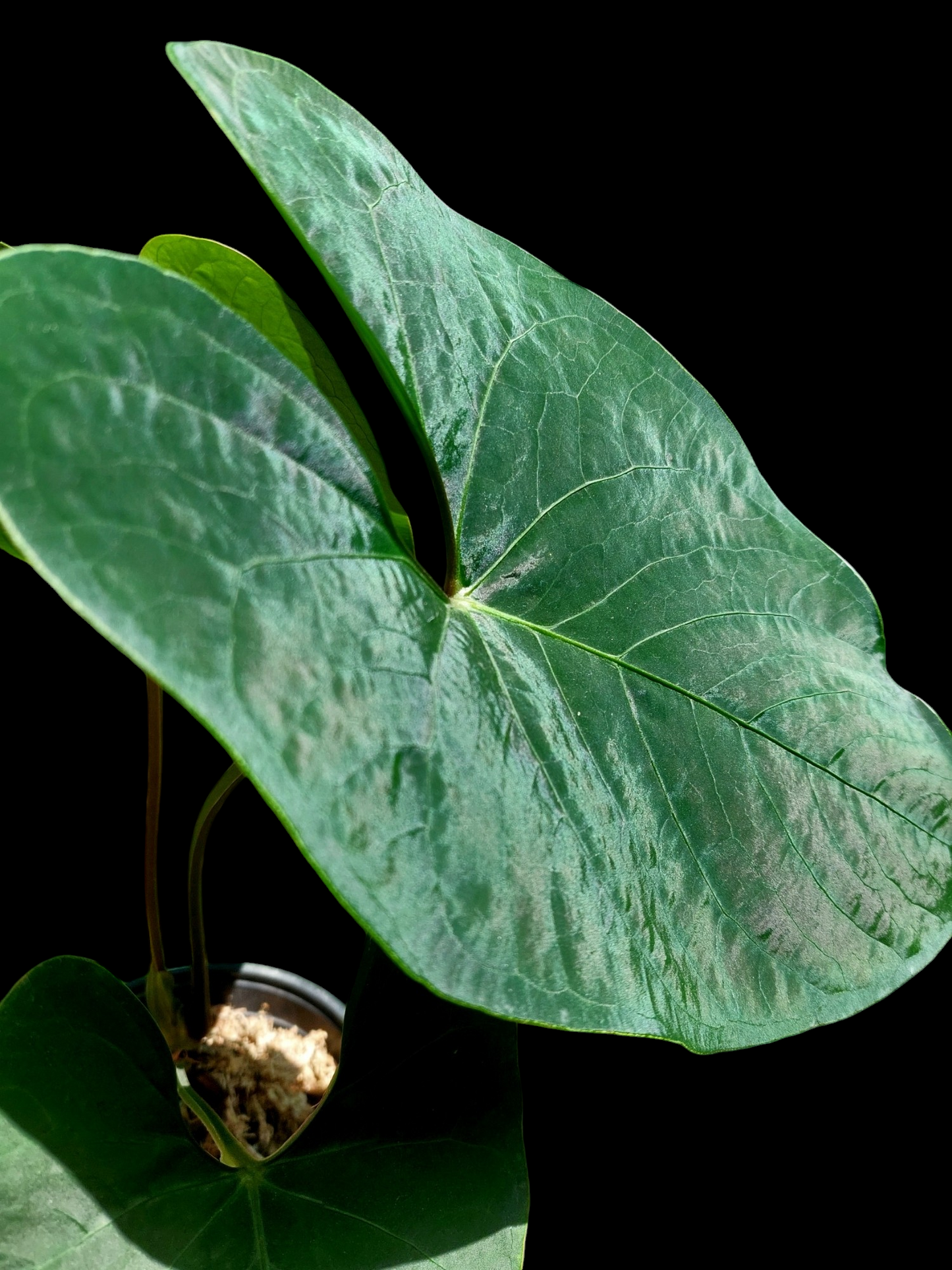 Anthurium sp. 'Huanuco Velvet' BIG PLANT 3 Leaves (EXACT PLANT)