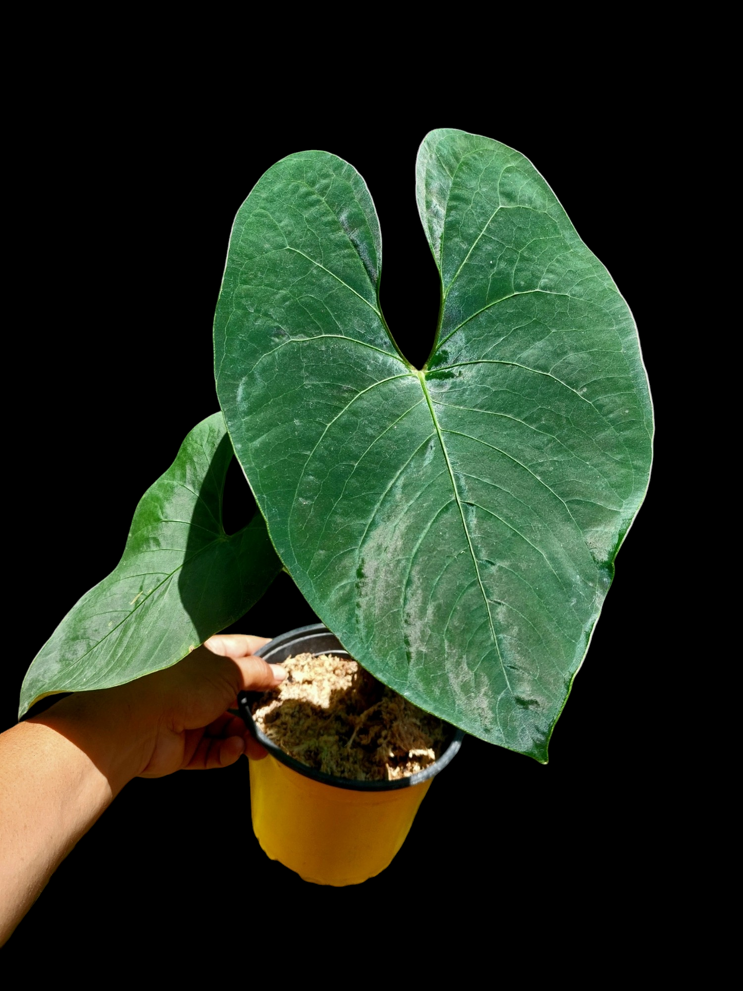 Anthurium sp. 'Huanuco Velvet' BIG PLANT 3 Leaves (EXACT PLANT)