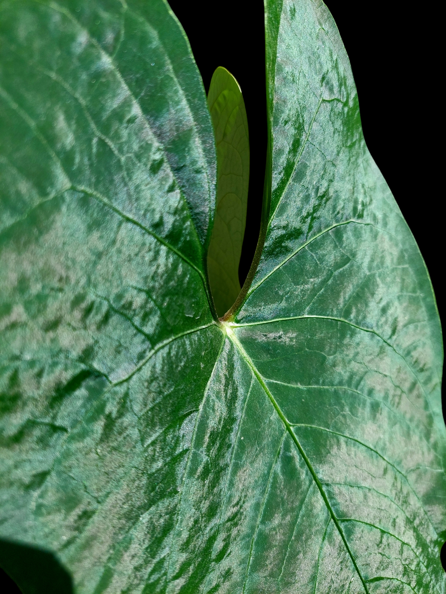 Anthurium sp. 'Huanuco Velvet' BIG PLANT 3 Leaves (EXACT PLANT)