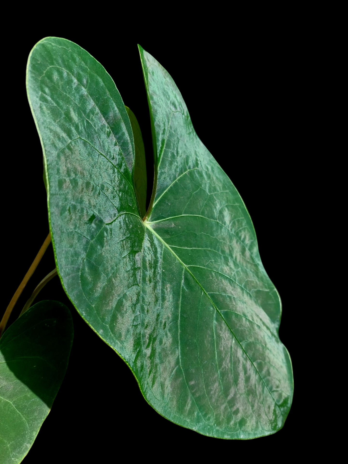 Anthurium sp. 'Huanuco Velvet' BIG PLANT 3 Leaves (EXACT PLANT)