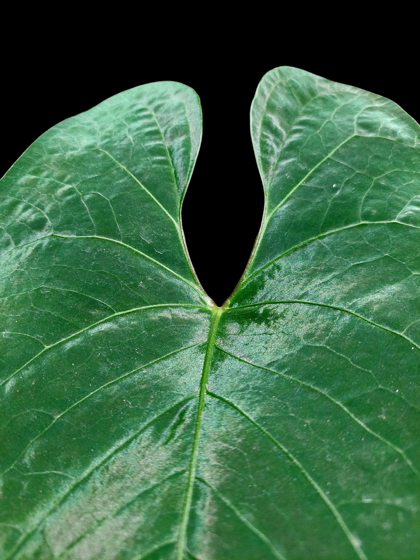 Anthurium sp. 'Huanuco Velvet' BIG PLANT 3 Leaves (EXACT PLANT)